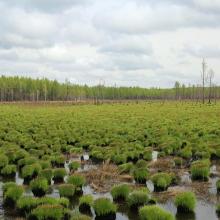 Youhao Wetlands Youhao Wetlands