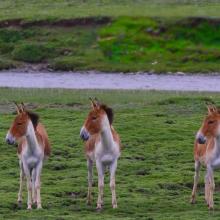 Equus kiang Equus kiang