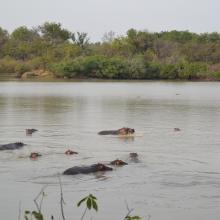Mares au Hippo dans la plaine d’inondation de la rivière Pendjari