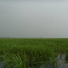 Wetland scenery of the site