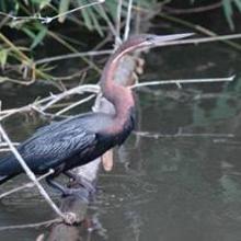 Anhinga rufa Anhinga rufa