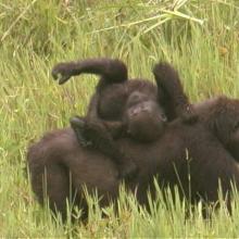Gorilla gorilla gorilla (la mère et son petit)