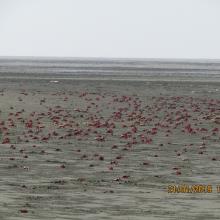 Flock of Crab at Nanthar Island