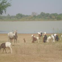Photo 7 : Abreuvement du bétail dans le Lac