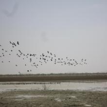 Photo 1 : Envol d'oiseau sur la mare d'Oursi en période sèche