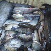 Photo : Produits de pêche issus de la mare