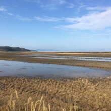 Paddy fields in winter across the Izumi Plain:
Many cranes forage during the day, and at night, they roost in groups in paddy fields filled with water for their roosting ground.