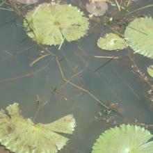 Photo 5 : Lame d'eau laissant apercevoir sous les larges feuilles de nénuphar, les alevins et petits poissons en pleine croissance