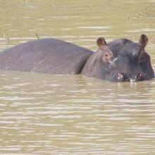 Photo 3 : Un Hippopotame 
