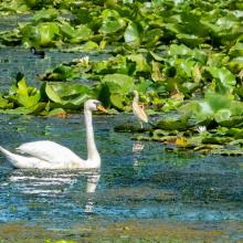 Mute Swan, Squacco Heron, and Coot in beds of Nymphaea alba at Lake Kartal