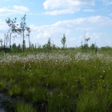 mesoeutrophic bog