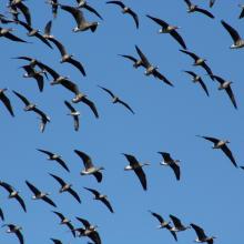Migratory geese.