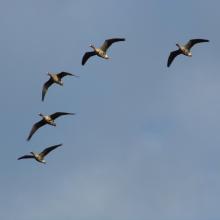 Migratory  geese.