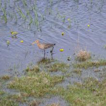 Limosa limosa