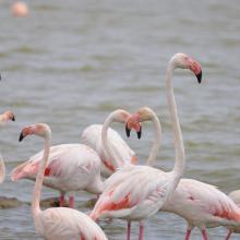 Flamants roses