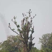 Oriental Darters (Anhinga melanogaster) roosting on the tree.