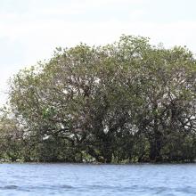 Canopy of tree during raining season at Stung Sen Ramsar Site