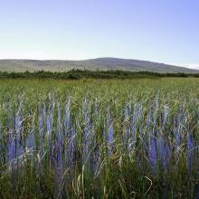 Peatbog on Równia below Śnieżka Mt