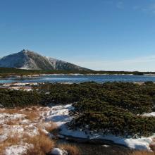 Peatbog on Równia below Śnieżka Mt