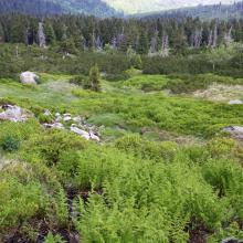 Karkonosze Subalpine peatbogs Karkonosze Subalpine peatbogs