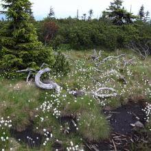 Karkonosze Subalpine peatbogs Karkonosze Subalpine peatbogs