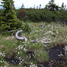 Karkonosze Subalpine peatbogs