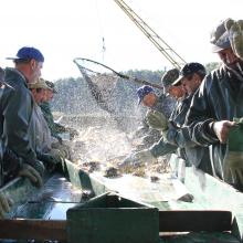 Fishermen in Milicz Fishponds