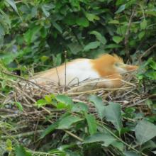 Cattle Egret Bubulcus ibis nesting at Ranganathittu