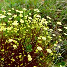 Splachnum luteum, Yellow Moosedung Moss