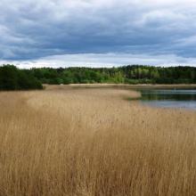 Reed forest in the bay Gansrødbukta.