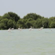 Flamingos with Mangroves in the background