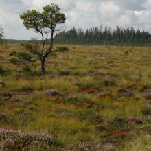 Raised bog with dwarf pine