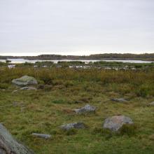 Grazed wetlands of nature reserve Inre Kilsviken.