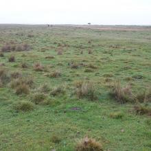 Vast area of grazed wetland