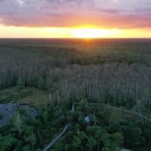 Drone Image of Corkscrew Swamp Sanctuary 