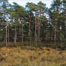 Pine forest on peatland at Getapulien-Grönbo