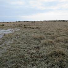 Grass meadows at Hummelbosholm