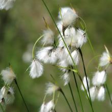 Broad-Leaved Cottongrass 