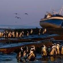 African Penguins with Shipwreck