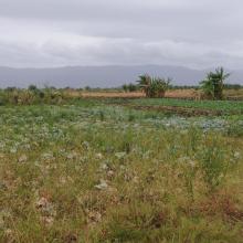 Agriculture land western marsh  