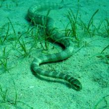 Arabian Gulf sea snake (Hydrophis lapemoides)