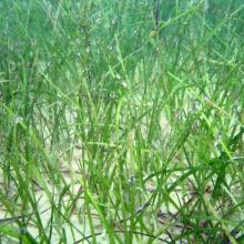 Seagrass - Halodule uninervis