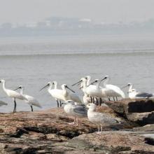 A group of black-faced spoonbill