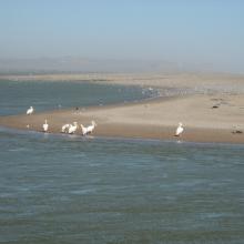 Great White Pelicans (Pelecanus onocrotalus) and large flocks of terns (Sterna sp.) at the Orange River Mouth.
