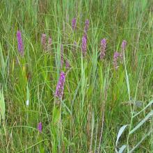 Vileity site's flora elements