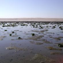 Musselbeds on the mudflats, looking east.