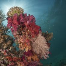 Soft coral garden, a charming dive site of the Great Sea Reef's marine protected area.