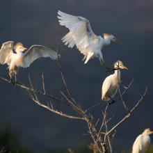 Stagni di Posada – Posatoio di Aironi guardabuoi (Bubulcus ibis)