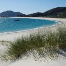 Isla de Cíes. Playa con Amophila arenaria