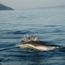 Delphinus delphis (PN Marítimo-Terrestre de las Islas Atlánticas de Galicia)